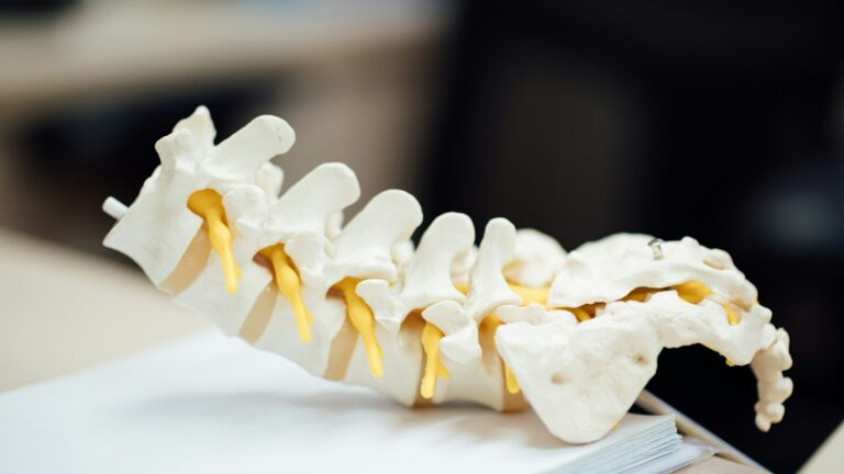 Modelo anatômico da coluna vertebral